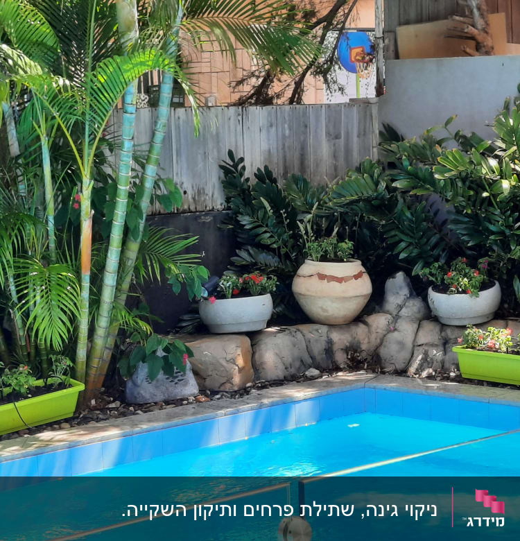 עציצים עם צמחים ליד בריכה, עצי דקל